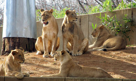 Lion's den at the National Zoo