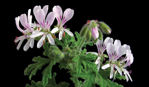 Scented geranium Photo by Todd-Boland