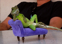 lizard-couch.jpg