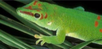 Giant Day Gecko by Bill Love