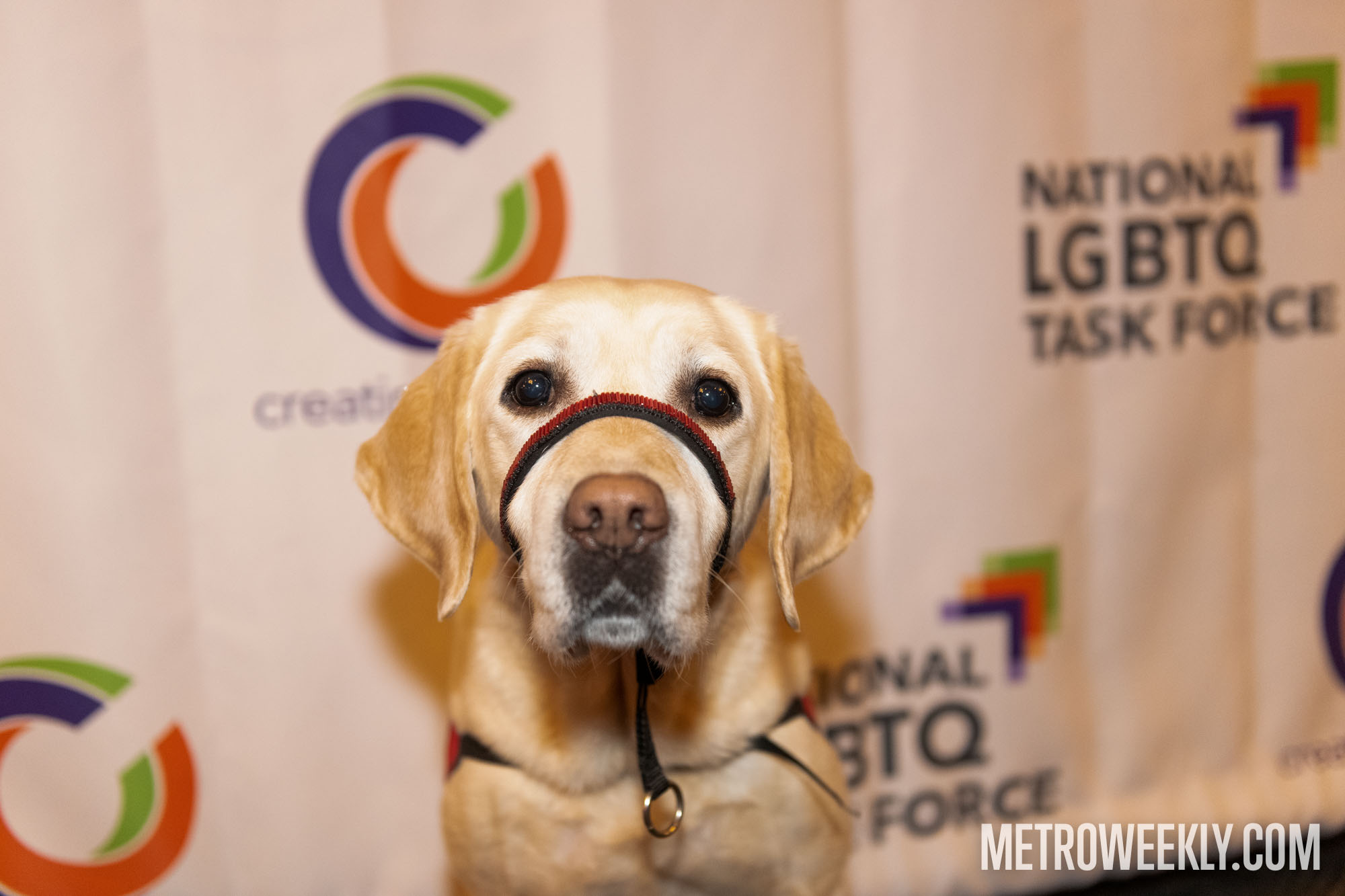 Chosen Metro Weekly Scene image