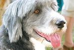 The 12th Annual Pride of Pets #14