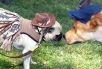 Pets-DC's 13th Annual Pride of Pets Dog Show #3