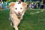 Pets-DC's 13th Annual Pride of Pets Dog Show #5