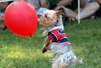 Pets-DC's 13th Annual Pride of Pets Dog Show #7