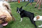 Pets-DC's 13th Annual Pride of Pets Dog Show #10