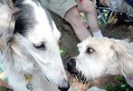 Pets-DC's 13th Annual Pride of Pets Dog Show #35