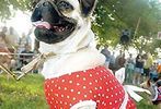 Pets-DC's 13th Annual Pride of Pets Dog Show #57