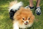 14th annual Pride of Pets pageant #66