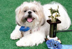 PETS-DC's Pride of Pets Dog Show #11