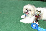 PETS-DC's Pride of Pets Dog Show #32