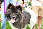 PETS-DC's Pride of Pets Dog Show #41