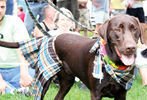 PETS-DC's Pride of Pets Dog Show #42