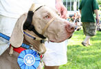 PETS-DC's Pride of Pets Dog Show #83