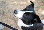 Pride of Pets Dog Show #50