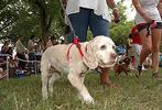 Pride of Pets 2011 #43