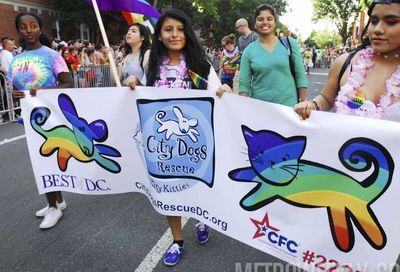 The 2017 Capital Pride Parade #335