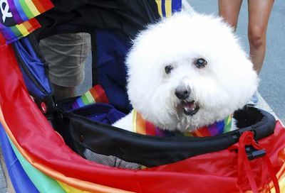 The 2017 Capital Pride Parade #337
