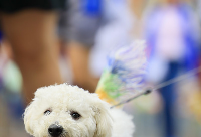 The 2022 Capital Pride Parade #67