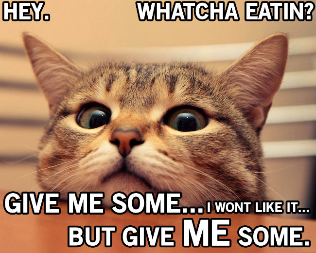 Image result for cat eating meme