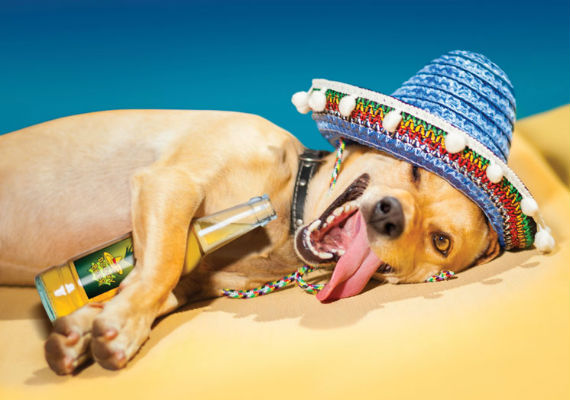 Drunk dog Photo by Javier Brosch