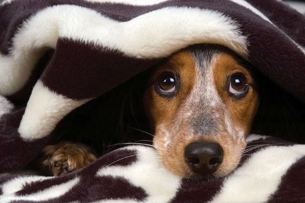 Dog hiding -- Photo by Shevs