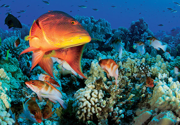 National-Geographic-museum-tomorrow,-Pristine-Seas--The-OceanÔÇÖs-Last-Wild-Places