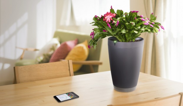 Parrot Pot