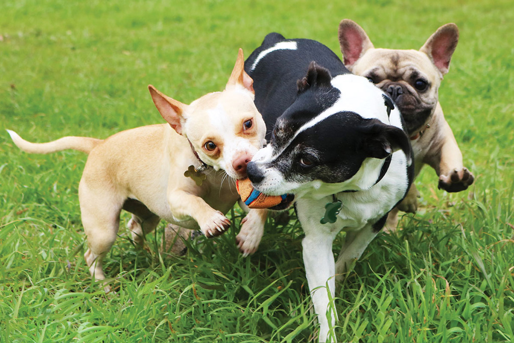 Dogs playing