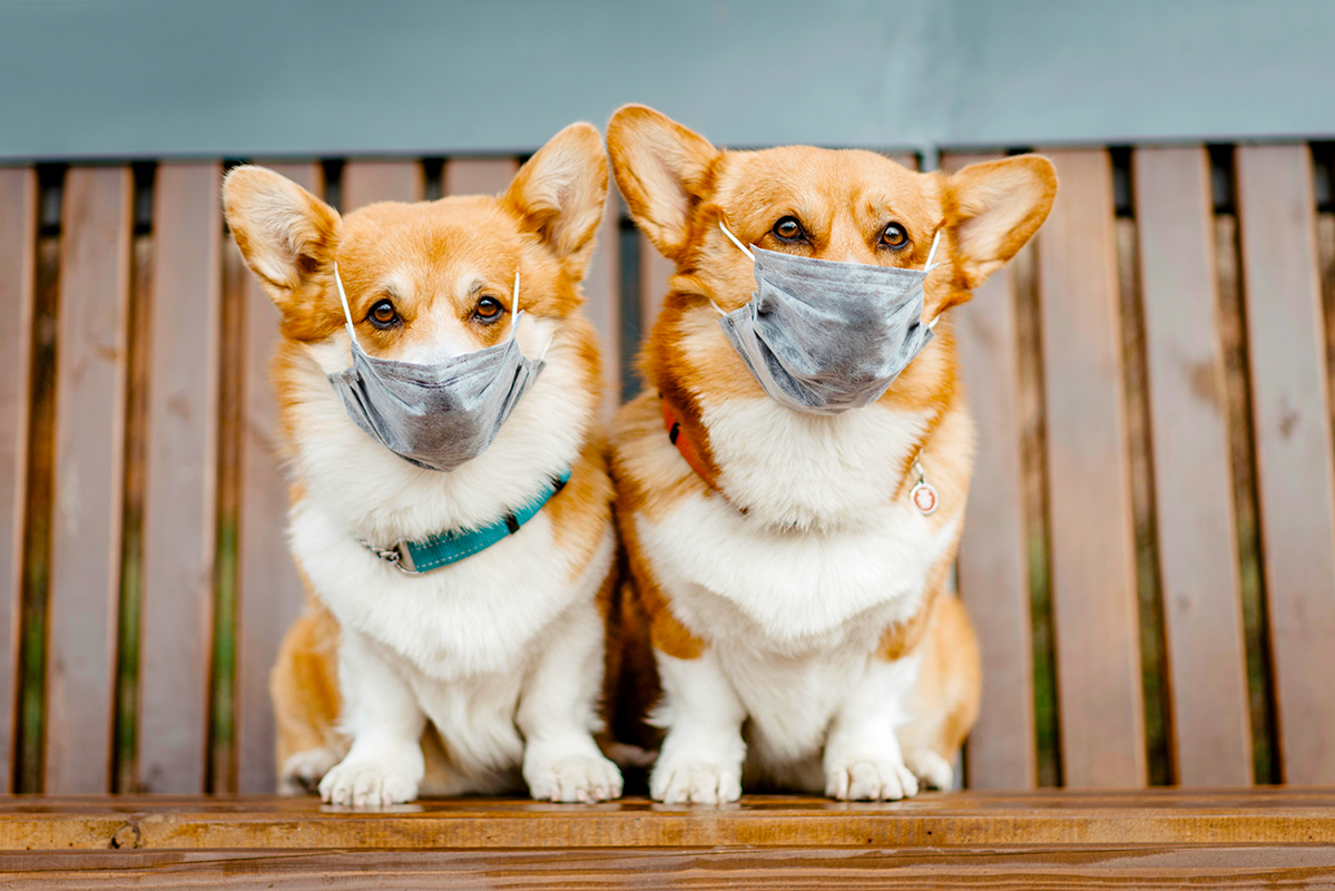What to Do If Your Pet Gets Sick - Metro Weekly What to Do If Your Pet Gets Sick - Metro Weekly
