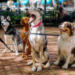 city dogs, daycare, dc, rescue, election day