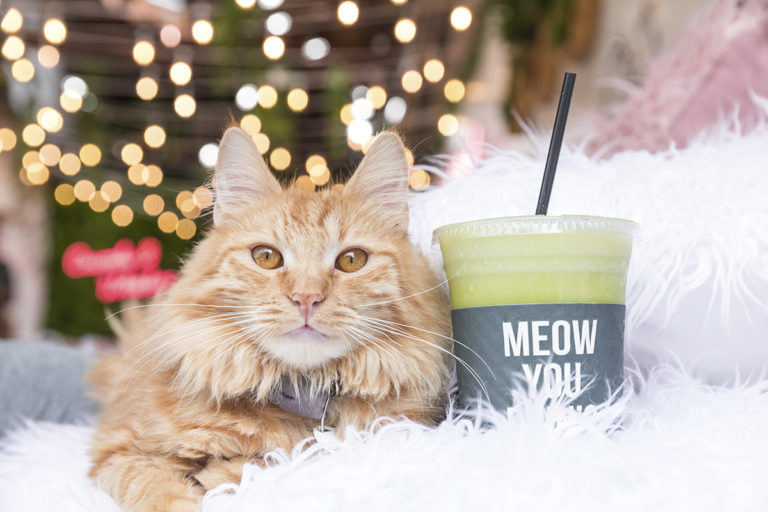 Crumbs & Whiskers Cat Café mixes food with feline philanthropy