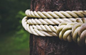 tree, tied, rope