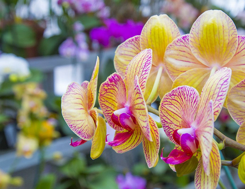 Hillwood Orchid Month -- Photo: Erik Kvalsvik, Courtesy Hillwood Estate, Museum & Gardens