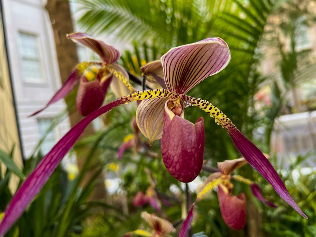 Orchids: Cymbidium Julius -- Photo: US Botanic Garden