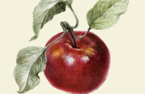 The Botanical Gourmet Botanical Arts Society of the National Capital Region: Alice Tangerini: Honeycrisp Apple