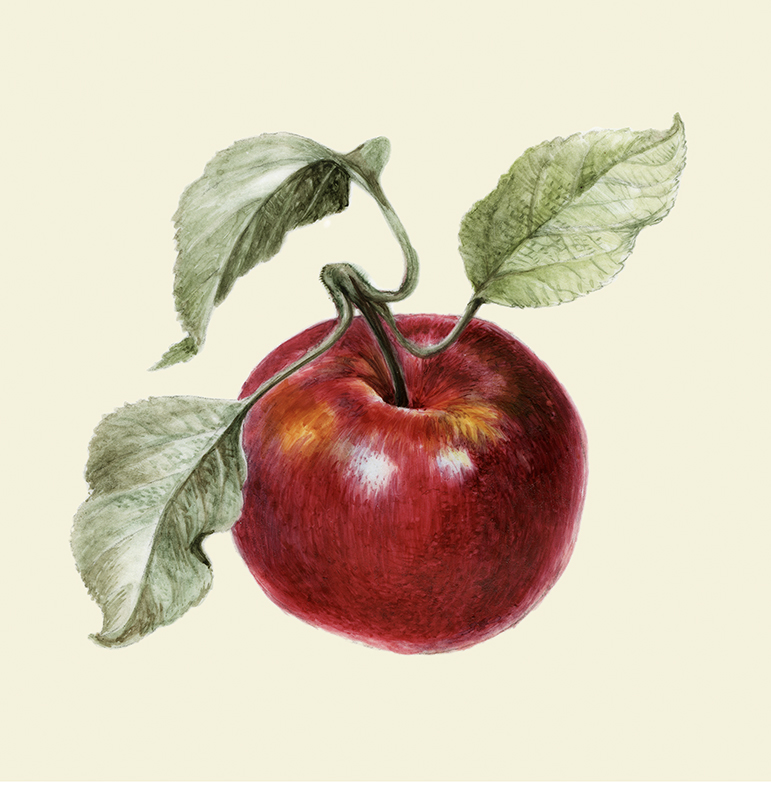 The Botanical Gourmet Botanical Arts Society of the National Capital Region: Alice Tangerini: Honeycrisp Apple