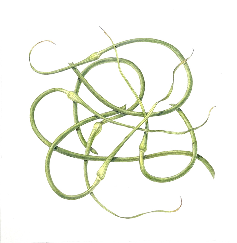 The Botanical Gourmet Botanical Arts Society of the National Capital Region: Anne Clippinger: Garlic Scapes